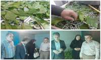 پایش بررسی کیفی پرورش کرم ابریشم نوغانداران در شهرستان گالیکش؛ روستای پاسنگ بالا