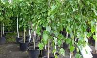 پیش بینی تولید بیش از 1.1 میلیون اصله نهال توت برای توسعه نوغانداری