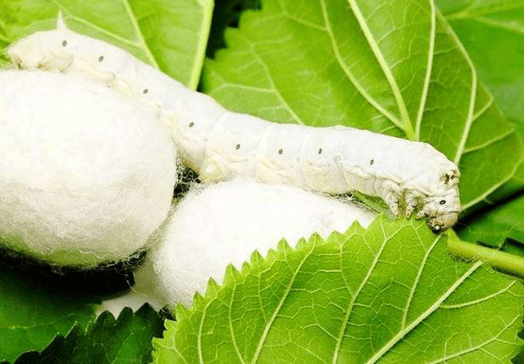 ff 